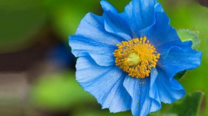 blue-flowers-images-and-wallpapers-1