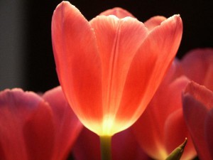 images-of-flowers-free-download-20