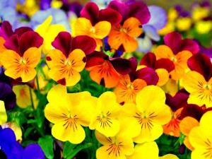 Flowers-flowers-35522645-1024-768