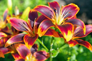 Lilies-flowers-35832075-2000-1330