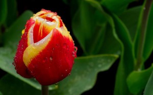 spring-flowers-images-free-1